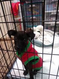 Outreach locations across the metro area also. Stephens County Humane Society Petfinder Adoption Options In Action Grant Invitation Only Grant Report Petfinder Foundation