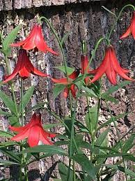 Lilium Pseudograyi Taylors Red In 2020 Plants Lilium Spring Perennials
