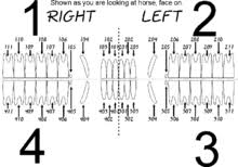 Radiographs are not necessary if dental charting was performed. Modified Triadan System Wikipedia