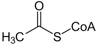 Feb 16, 2021 · coenzym q10 wird in allen lebenden körperzellen zur energiegewinnung benötigt. Acetyl Coenzym A Wikiwand