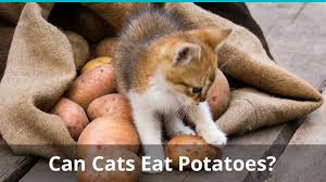 Bbq chips often incorporate onion and/or garlic that are the two very undesirable for cats (poisonous, reasons anemia). Can Cats Eat Potatoes Are They Healthy And Safe