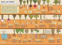 Acest lucru reiese din următoarele versete Enciclopedia Sub PÄƒmant Sub Ape Humanitas Junior Submarine Junior Window Cleaner
