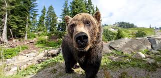 There is no proof that the grizzlies have the ability to stop, or at least slow down, donovan mitchell. Bear Discovery About Grouse Mountain The Peak Of Vancouver