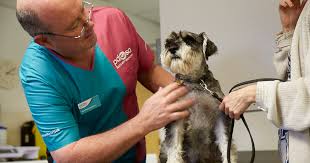Vets now is your pet emergency service, providing dedicated emergency and critical care for your pet, whenever you need it most. Emergency Care For Pets Pdsa
