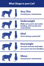 Lord knows how big those apprentice. Cat Weight Chart Gallery Of Chart 2019