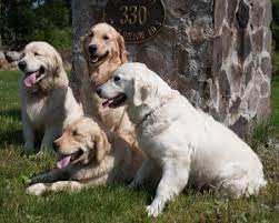 2.4 garden state golden retriever club. Golden Retriever Puppies For Sale In New Jersey Crane Hollow Goldens