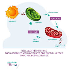 rima moussa (@chemistrybyrima) • Instagram photos and videos