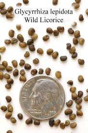 Image result for Coelorachis lepidura