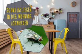 Wo kommt der schimmel her und wie wird man ihn wieder los? Schmeissfliegen Aus Wohnung Loswerden Falle Selber Bauen
