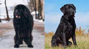 Newfoundland Vs Labrador Retriever Breed Differences And Similarities