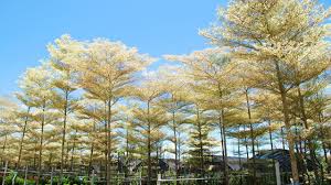 Image result for Terminalia mantaly