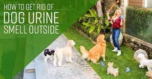 While urine get enough time it's bond tightly to the concrete. How To Get Rid Of Dog Urine Smell Outside Simple Green