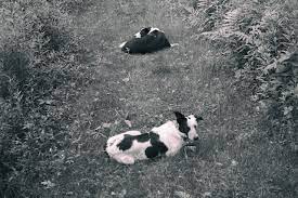 Do Dogs Know Their Names Lying Down On The Path Bedlam Farm