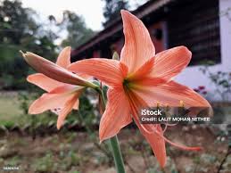 Image result for Hippeastrum puniceum