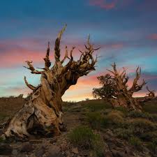 People cut down 15 billion trees each year and the global tree count has fallen by 46% since the beginning of human civilization. One Of The Oldest Trees In The World Resides In The Mountains Of This U S State Travelawaits