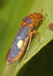 Image result for Blepharis inopinata