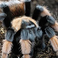 Image result for Emilia violacea