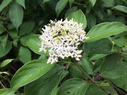 Image result for Cornaceae