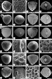Image result for Eriosema chrysadenium