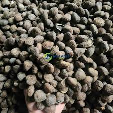 Image result for Vernicia