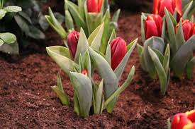 Welche zwiebeln kommen wann in den boden? Tulpen Pflanzen Setzen Und Pflege Nach Der Blute Gartendialog De