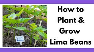 Then, carefully add the beans. How To Plant And Grow Lima Beans Successfully Together Time Family