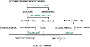 figure 4 3 from the role of snf1 related protein kinase 1