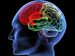 Do We Really Use Only 10 Percent Of Our Brain? | Britannica