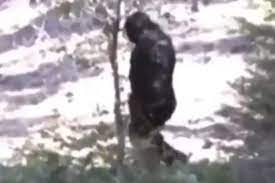 Idaho Man Reports Seeing 2 ENORMOUS Bigfoots In Broad Daylight