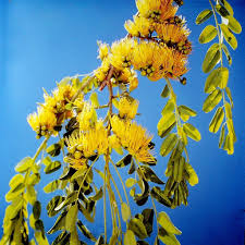 Image result for Cordyla