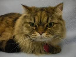 Founded in 1869, it is the state's oldest humane society. Adopt Henry Woodbury Mn Humane Society Persian Neutered Male 7 Yrs 10 Lbs Fee 60 Best In Home Without Cats Cat Adoption Kitten Adoption Cats