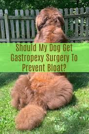 Bloat is a common emergency condition in dogs, often affecting large breeds. Should I Get Gastropexy To Prevent Bloat In My Dog My Brown Newfies