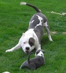 Find More Cool Pictures Videos And More By Visiting Https Www Facebook Com Thepawsreport Pitbulls Cute Dogs Cute Animals