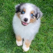 𝘞𝘰𝘶𝘭𝘥 𝘺𝘰𝘶 𝘧𝘰𝘳𝘨𝘪𝘷𝘦 𝘵𝘩𝘪𝘴 𝘧𝘢𝘤𝘦? 🥺 Throwing it back to  baby Lasso in hopes that his cuteness captured your attention so we can  apologize for our absence! We have been dealing with