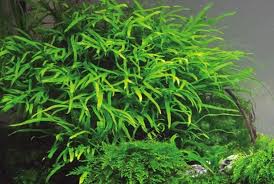 Image result for Tridentea marientalensis