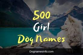 1 female dog names with meanings. A Comprehensive Collection Of Unique 500 Girl Dog Names 2021