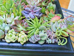 Check spelling or type a new query. How To Make A Succulent Garden Shadowbox Diy