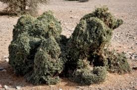 Image result for Zygophyllum leucocladum