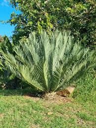 Image result for Encephalartos