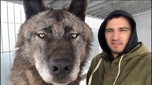 In general, height varies from 0.6 to.95 meters (26â 38 inches) at the shoulder and weight ranges from 20 (44 lb.) up to 68 (150 lb.) kilograms, which together make the gray wolf the. Meet The Largest Wolf On The Planet Video Protothemanews Com