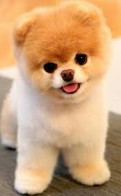 kartinki na lyuboj vkus shenki kroshechnye shenki malenkie shenki