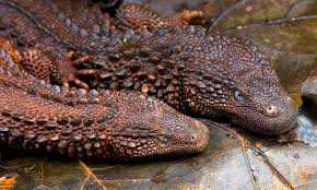 What kind of animal is an exotic pet? Meet Malaysia S Latest Much Trafficked Exotic Pet Borneo S Earless Monitor Clean Malaysia
