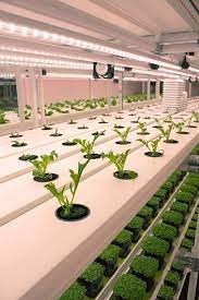 8 Best Hydroponics Starter Kits Vertical Farming Indoor Farming Hydroponics