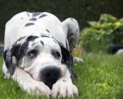 Maybe you would like to learn more about one of these? Available Great Danes Upper Midwest Great Dane Rescue