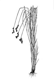 Image result for Cynorkis brevicalcar