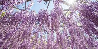 Fiori a grappolo viola, preparativi, fiori blu, fiore, saluto floreale, fiori di compleanno, natura morta, compleanno. Glicine Tutti I Segreti Per Coltivarlo E Prendersene Cura Greenme