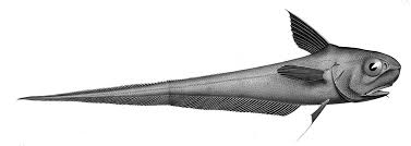 Main / skills / smithing / blacksmithing / deep water fishing reel. The Fishes Of The Deep Sea Natural History Museum