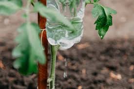 Il existe plusieurs méthodes d'arrosage des plantes à l'aide d'une bouteille en plastique. Comment Arroser Ses Plantes Avec Une Bouteille En Plastique