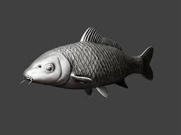 Need Koi Anatomy Expert Feedback Koi Fish Anatomy Koi Fish