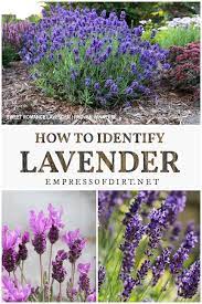 How To Identify Lavender Hardy Annual Lavender Plant Lavender Leaves Growing Lavender